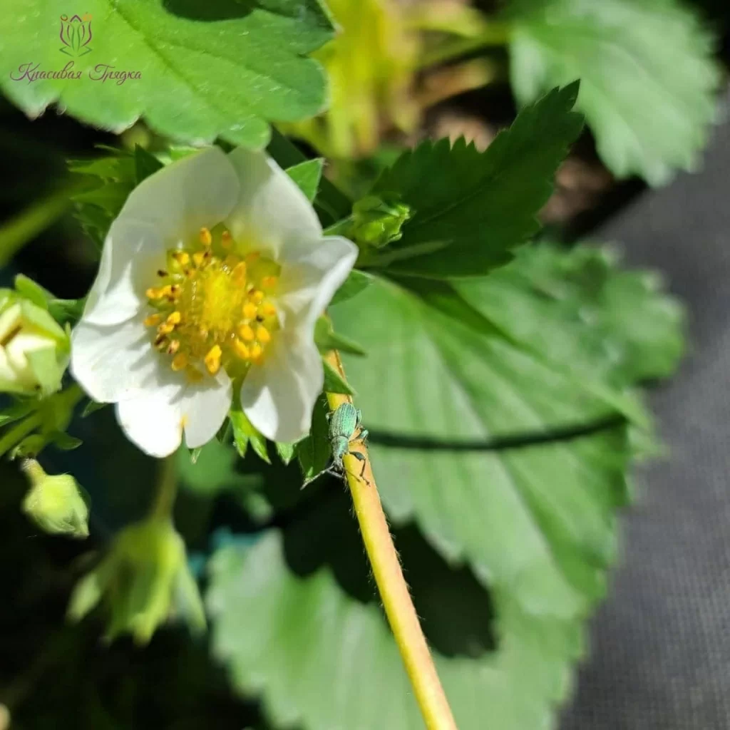 photo_2021-05-28_23-09-27.jpg Борьба с долгоносиком